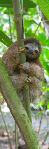 Big Raven Yoga Sloth Yoga Mat