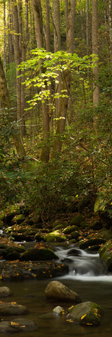 Big Raven Yoga Sunlit Tree Yoga Mat