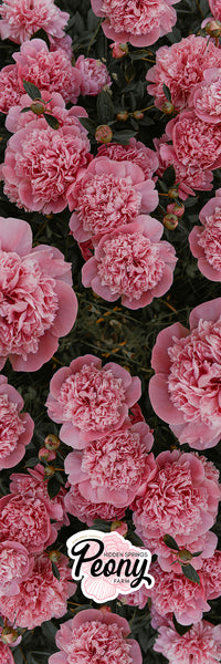 Our Studio Collection